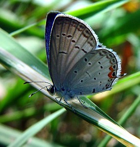 Blue-Butterfly