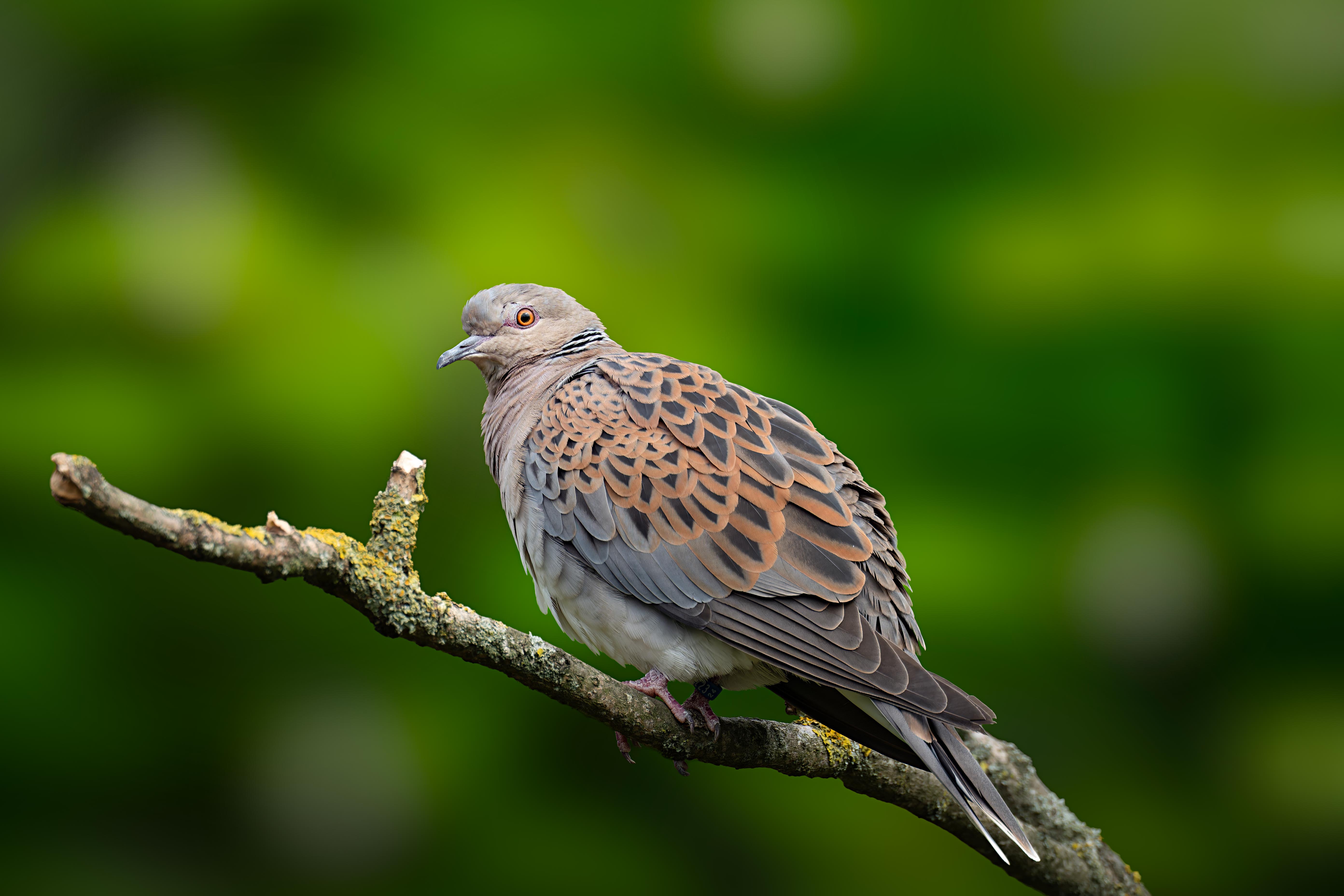 Zomertortel (Streptopelia turtur)