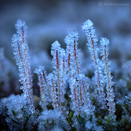 DSC07142-DSC07143 - Rijp - 2021-01-12 20-21-49 (C,Smoothing4)-5- insta - - Watermark null