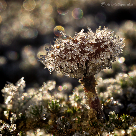 DSC07161-2- insta - Zandkaalkopje (Psilocybe montana) - Watermark null