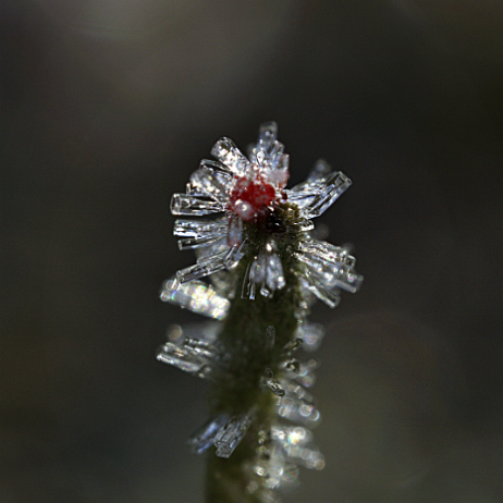 DSC07653-2- insta - Rode heidelucifer (Cladonia floerkeana) Rijp - Watermark null