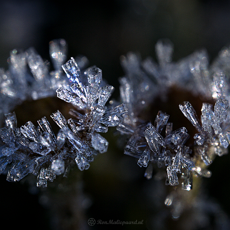 DSC07658- insta - Bruin bekermos (Cladonia grayi), Rijp - Watermark_1 null
