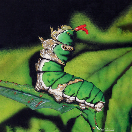 1990 - Rups Citrus page (Papilio demodocus) - img20210523_12465423_2-Edit Instagram null