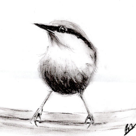 20210224 - Boomklever, Eurasian Nuthatch, Sitta europaea - Referentiefoto zwart wit.scaled Instagram null