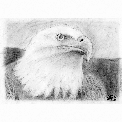 20210313 - Amerikaanse zeearend of witkopzeearend (Haliaeetus leucocephalus) - Houtskool v3_1 Instagram null