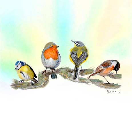 20210508 - Pimpelmees, Roodborst, Gele kwikstaart, Roordborsttapuit v3 - Final - Print 1x1-Edit Instagram null