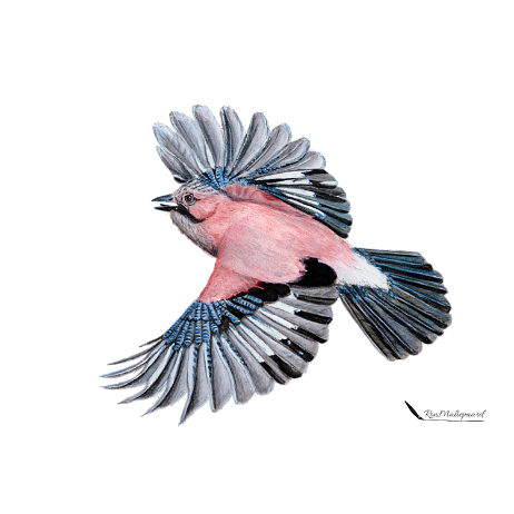 20210704 - Vlaamse Gaai (Garrulus glandarius)_1 Instagram null