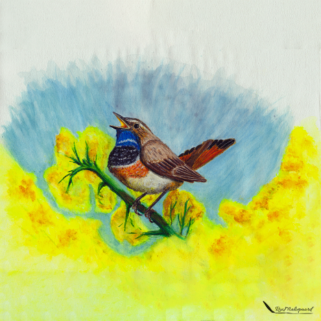 20210712 - Blauwborst V2 5000x5000_1-Edit Instagram null