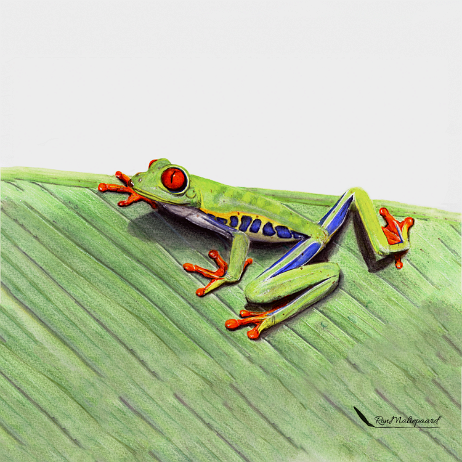 20210815 - Boomkikker V2.1- met achtergrond img20210815_16420064 5000x5000-Edit Instagram null