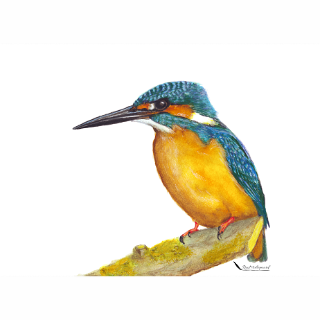 20210919 - Ijsvogel - img20210919_16022826-3.-groenkleur op blauw Instagram null