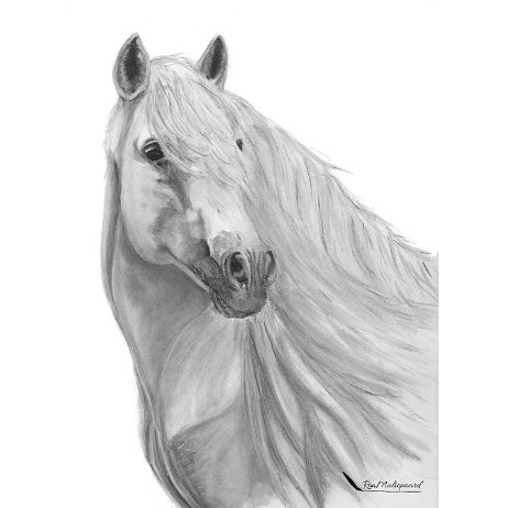 20211002 -Paard img20211012_18424264 -vierkant geen exposure Instagram null