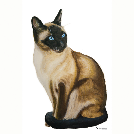 20211114 - Siamees - DSC01379 - foto - adovbe raw + cut out - square Instagram null