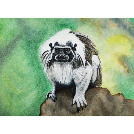 Pinchéaapje (Saguinus oedipus), ook wel dwerg- of lisztaap of katoentamarin 2021225 Pinchéaapje (Saguinus oedipus), ook wel dwerg- of lisztaap of katoentamarin - DSC06735-Edit-3 Instagram Art null