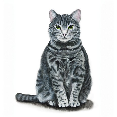 Puck - Cyperse kat 2021228 Puck - Cyperse kat - DSC06738-Edit-Edit-2 Instagram Art null