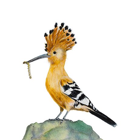 2022-09-25 - Hop (Upupa epops) DSC06695-Edit-Edit Instagram Art null