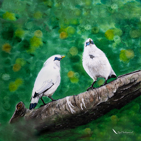 20220116 - 04 - Balispreeuw (Leucopsar rothschildi) -Edit-1080x1080-Edit Instagram null