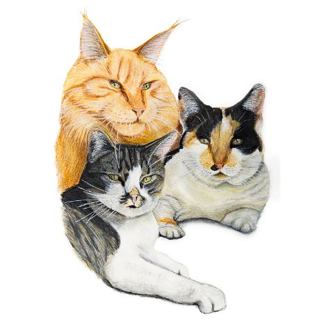 Bink, Pip en Roos DSC06702-Edit-Edit Instagram Art null