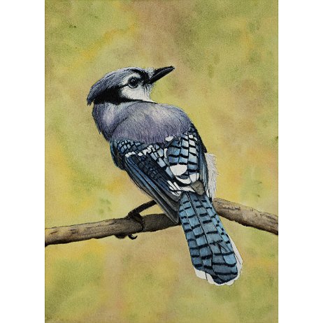 Blauwe gaai (Cyanocitta cristata) Blue Jay 20221223 Blauwe gaai (Cyanocitta cristata) Blue Jay - DSC01638 - Copy-Edit-2 Instagram Art null