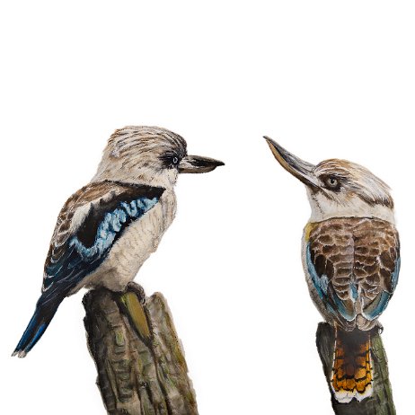 Blauwvleugelkookaburra of blauwvleugelijsvogel (Dacelo leachii) - Lachende Hans DSC06698-Edit-Edit Instagram Art null
