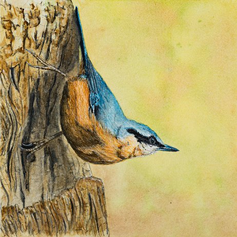 Boomklever (Sitta europaea) 20221216 - Boomklever - DSC01636-Edit-3 Instagram Art null