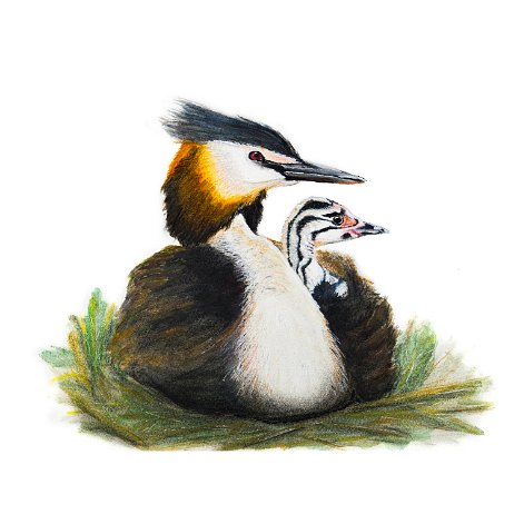 Fuut (Podiceps cristatus) - Great Crested Grebe- met jong DSC06720-Edit-Edit-Edit-3 Instagram Art null
