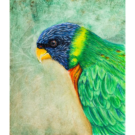 Lori van de Blauwe Bergen (Trichoglossus moluccanus) 20220530 Lori van de Blauwe Bergen (Trichoglossus moluccanus) DSC06709-Edit-3 Instagram Art null