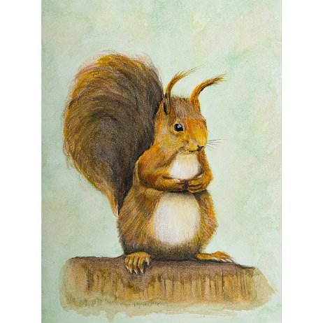 Rode eekhoorn (Sciurus vulgaris) 20220527 - DSC06716-Edit-3 Instagram Art null