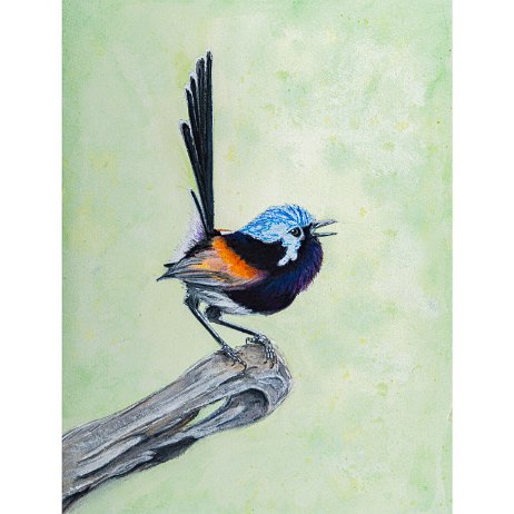 Roodvleugelige winterkoninkje (Malurus elegans) ♂ 20230702 - Roodvleugelige winterkoninkje (Malurus elegans) ♂ - DSC06719-4 Instagram Art null