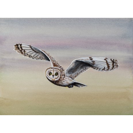 Velduil (Asio flammeus) DSC01623-Edit-2 Instagram Art null