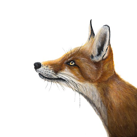 Vos (Vulpes vulpes) DSC06704-Edit-4-Edit-4 Instagram Art null