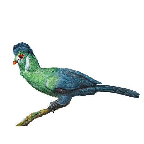 Witwangtoerako (Menelikornis leucotis synoniem Tauraco leucotis) DSC06692-Edit-Edit-2 Instagram Art null