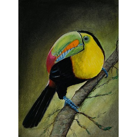 Zwavelborsttoekan (Ramphastus sulfuratus) Keel-billed Toucan DSC06688-Edit-3 Instagram Art null