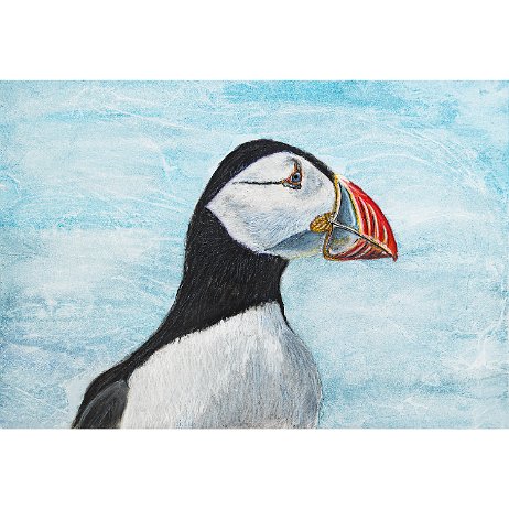 20231204 - Papegaaiduiker (Fratercula arctica) Puffin - DSC05954 null