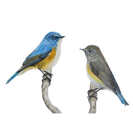 Blauwstaart (Tarsiger cyanurus synoniem Luscinia cyanura) ♂+♀ DSC05421-Edit-Edit-2 Instagram Art null