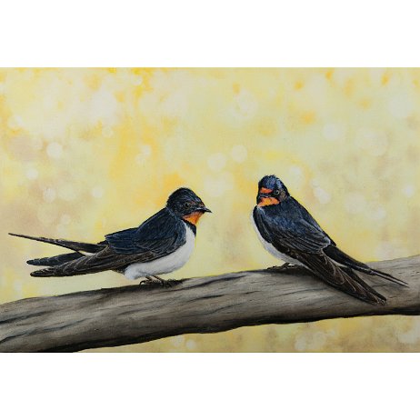 Boerenzwaluw (Hirundo rustica) DSC06681-Edit-3 Instagram Art null