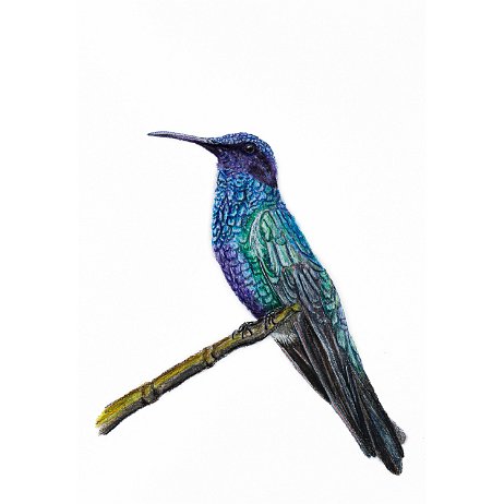 Goulds violetoorkolibrie (Colibri coruscans) Sparkling violetear, gewone violetoorkolibrie DSC03948-Edit-2-Edit Instagram Art null