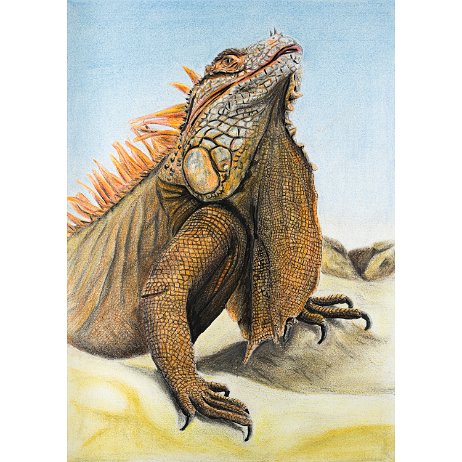 Groene leguaan (Iguana iguana) DSC05418-Edit-Edit-2 Instagram Art null
