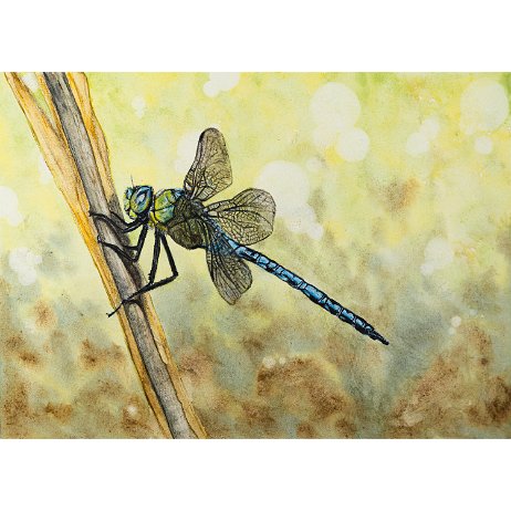 Grote keizerlibel (Anax imperator) ♂ DSC07457-Edit-2 Instagram Art null