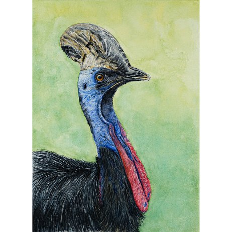 Helmkasuaris (Casuarius casuarius) - Southern cassowary DSC01644 - Copy-Edit-2 Instagram Art null