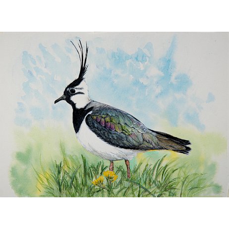 Kievit of kieviet (Vanellus vanellus) Northern lapwing DSC00822-Edit-2 Instagram Art null