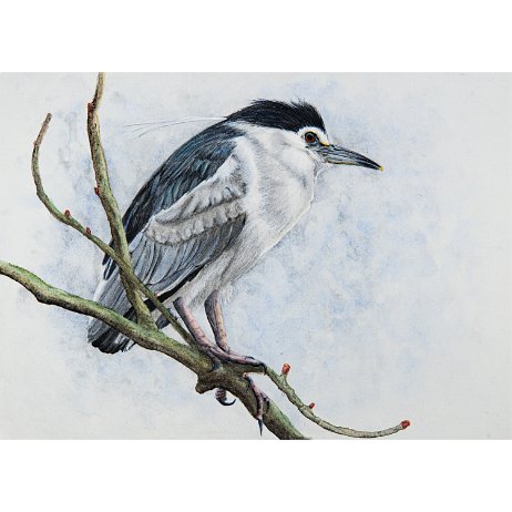 Kwak (Nycticorax nycticorax) DSC00806-Edit-2 Instagram Art null