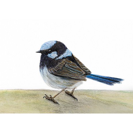 Ornaatelfje (Malurus cyaneus) Superb fairywren DSC03951-Edit-Edit-2-Edit-2 Instagram Art null