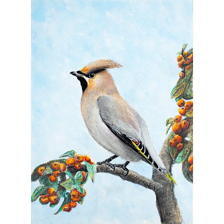 Pestvogel (Bombycilla garrulus) Bohemian waxwing jAlbum Art null