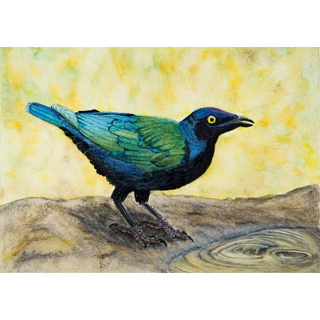 Purperglansspreeuw (Lamprotornis purpureus) Purple starling DSC00814-Edit-2 Instagram Art null