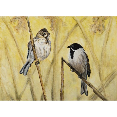 Rietgors (Emberiza schoeniclus) ♂+♀ Common reed bunting DSC00802-Edit-2 Instagram Art null