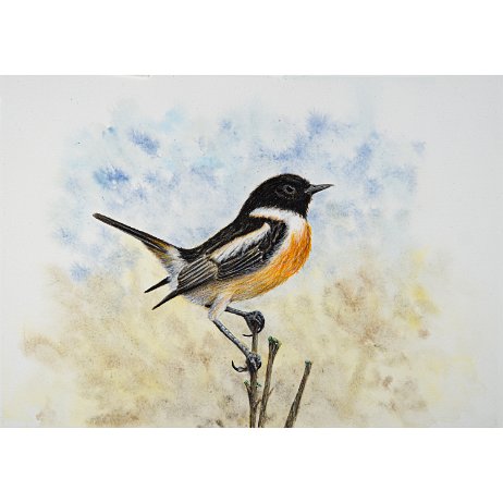 Roodborsttapuit (Saxicola rubicola) ♂ European stonechat DSC00818-Edit-2 Instagram Art null