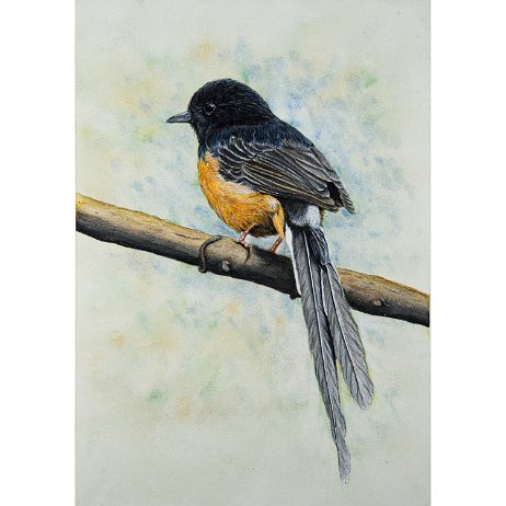 Shamalijster (Copsychus malabaricus) White-rumped shama DSC00826-Edit-2 Instagram Art null