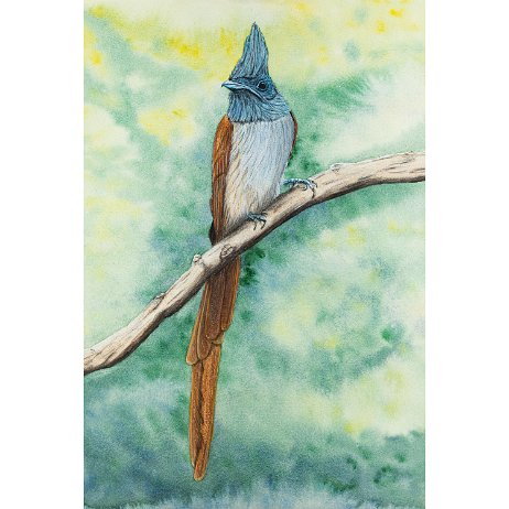 Afrikaanse Paradijsmonarch (Terpsiphone viridis) null