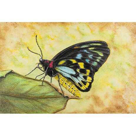 Alexandra's vogelvlinder (Ornithoptera alexandrae) null