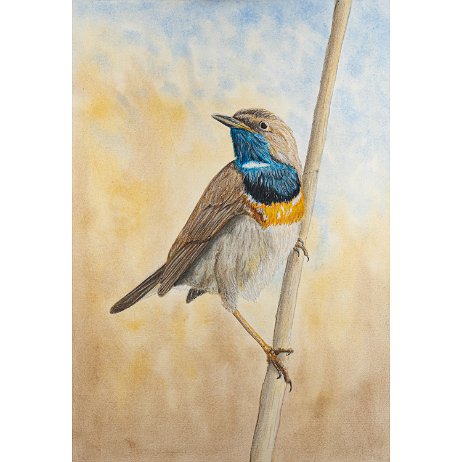 Blauwborst (Luscinia svecica) ♂ null